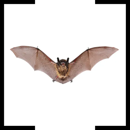bat bat