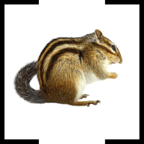chipmunks chipmunks