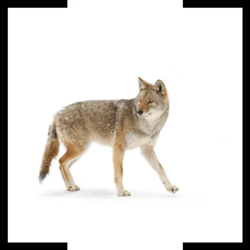 coyote coyote