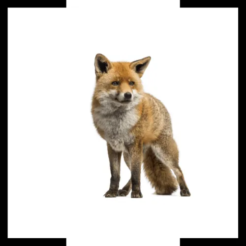 foxes foxes