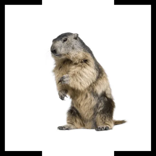 groundhog