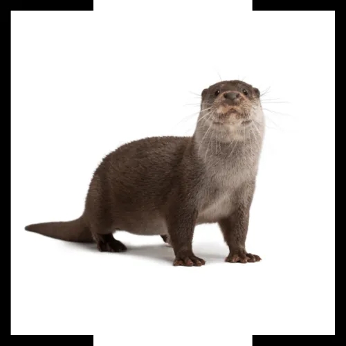 otter otter