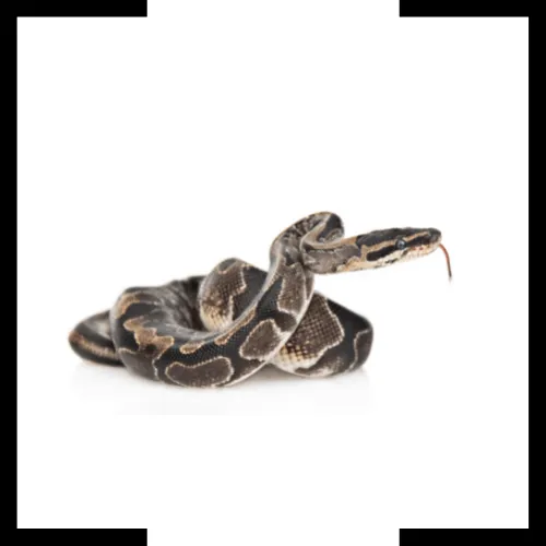 snake snake