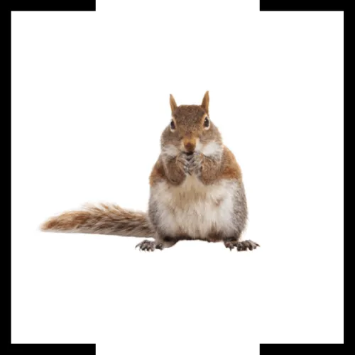 squirrel squirrel