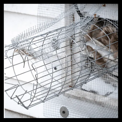 wildlife-exclusion